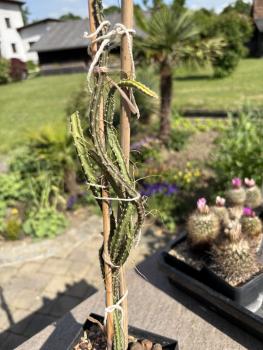 Selenicereus grandiflorus Kuba Form